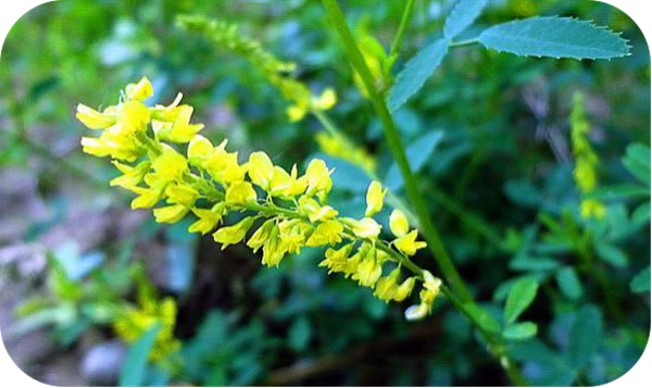 有哪些蜂蜜是最常見的(常見的17種蜂蜜介紹) 有哪些蜂蜜是最常見的(常見的17種蜂蜜介紹)