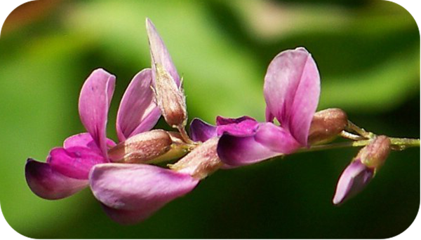 有哪些蜂蜜是最常見的(常見的17種蜂蜜介紹) 有哪些蜂蜜是最常見的(常見的17種蜂蜜介紹)