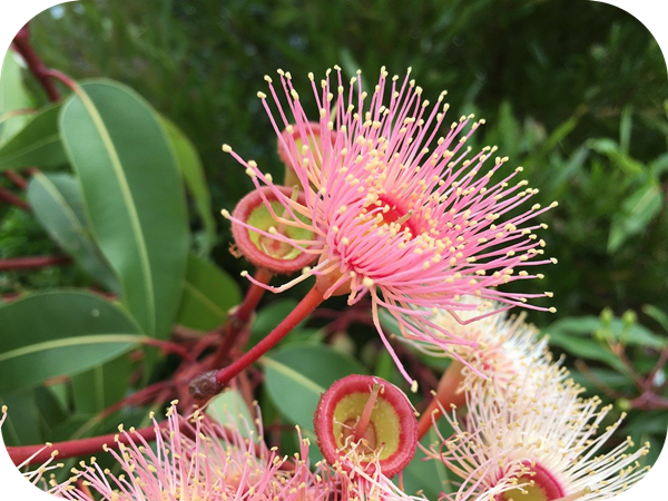 有哪些蜂蜜是最常見的(常見的17種蜂蜜介紹) 有哪些蜂蜜是最常見的(常見的17種蜂蜜介紹)