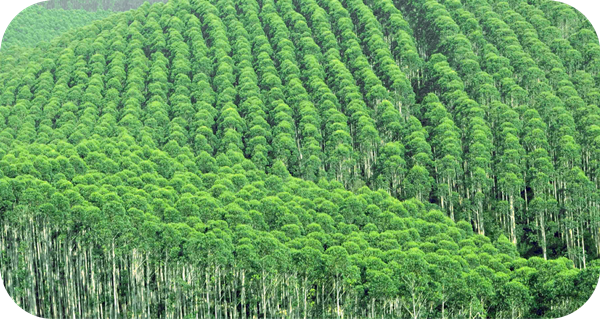 有哪些蜂蜜是最常見的(常見的17種蜂蜜介紹) 有哪些蜂蜜是最常見的(常見的17種蜂蜜介紹)