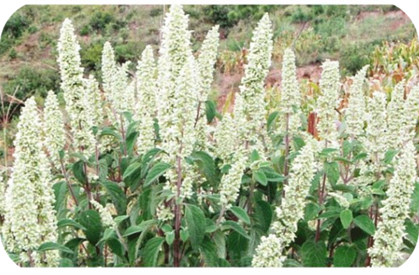 有哪些蜂蜜是最常見的(常見的17種蜂蜜介紹) 有哪些蜂蜜是最常見的(常見的17種蜂蜜介紹)