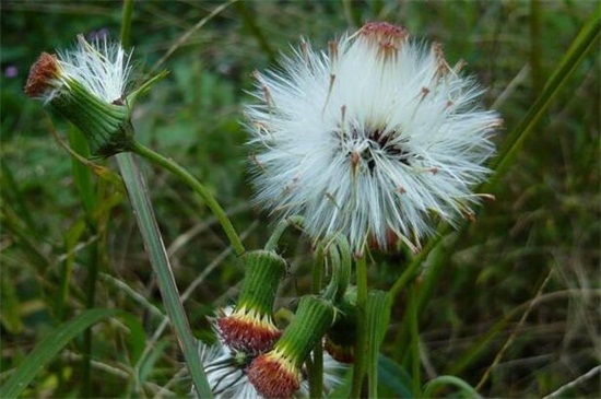 蒲公英什么時(shí)候開花？