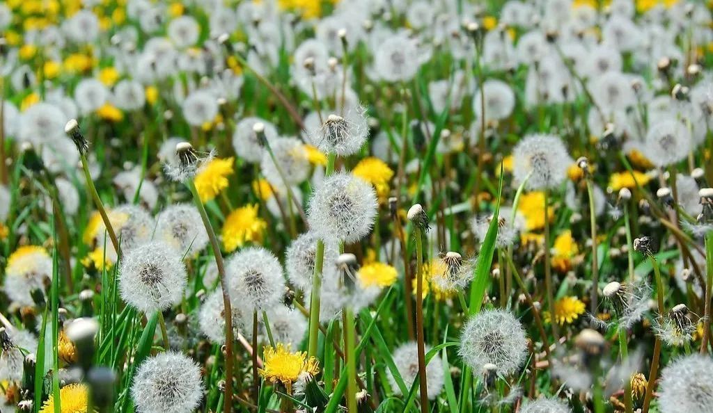 蒲公英什么時(shí)候開花？