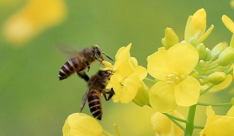 在農(nóng)村養(yǎng)殖蜜蜂賺錢嗎? 在農(nóng)村養(yǎng)殖蜜蜂賺錢嗎?