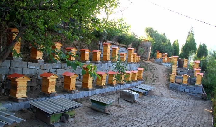 在農(nóng)村養(yǎng)殖蜜蜂賺錢嗎? 在農(nóng)村養(yǎng)殖蜜蜂賺錢嗎?