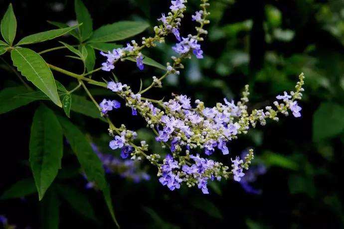 在農(nóng)村養(yǎng)殖蜜蜂賺錢嗎? 在農(nóng)村養(yǎng)殖蜜蜂賺錢嗎?