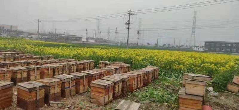 養(yǎng)蜂合作社有哪些補(bǔ)貼（成立養(yǎng)蜂合作社的條件和補(bǔ)貼申請(qǐng)）