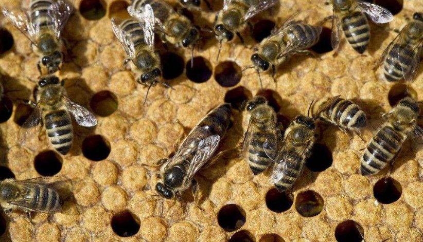 蜂王生下來就是蜂王嗎(蜂王是如何產生的) 蜂王生下來就是蜂王嗎(蜂王是如何產生的)