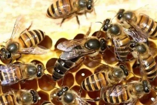 蜂王生下來就是蜂王嗎(蜂王是如何產生的) 蜂王生下來就是蜂王嗎(蜂王是如何產生的)