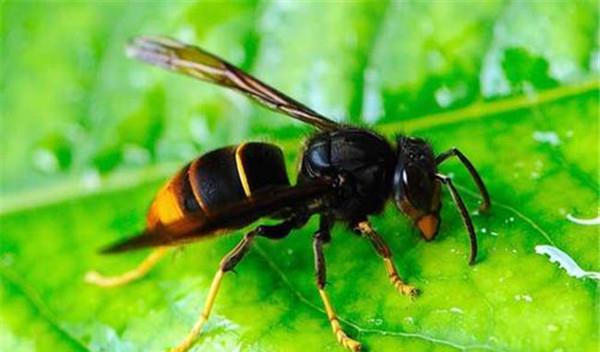 虎頭蜂最怕什么（什么能傷害虎頭蜂）