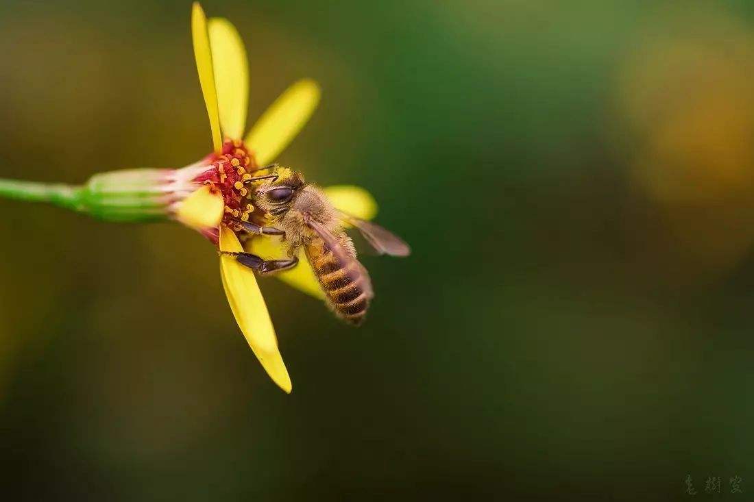 蜜蜂養(yǎng)殖需要掌握哪些知識(shí)？