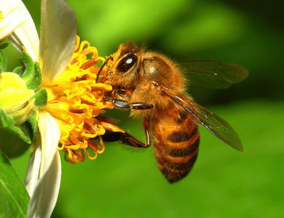 蜜蜂養(yǎng)殖需要掌握哪些知識(shí)？