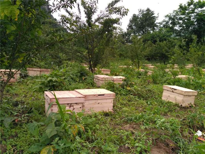 蜜蜂養(yǎng)殖需要掌握哪些知識(shí)？