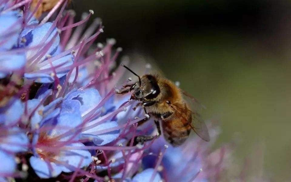 蜜蜂養(yǎng)殖需要掌握哪些知識(shí)？