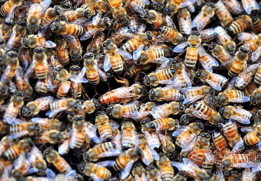 蜜蜂冬季幾天喂一次 蜜蜂冬季幾天喂一次