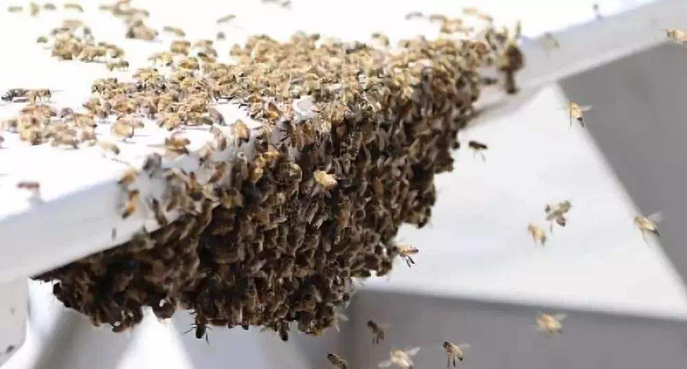 蜜蜂冬季幾天喂一次 蜜蜂冬季幾天喂一次