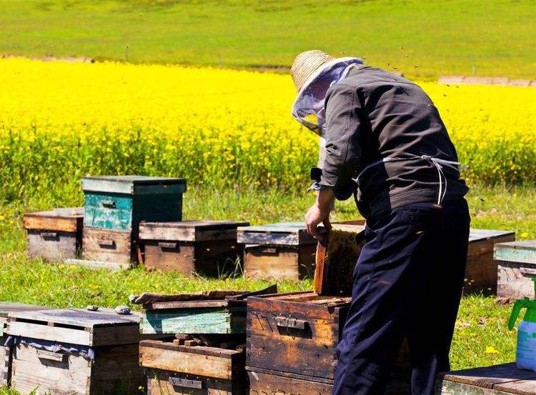 新手養蜂如何換王？