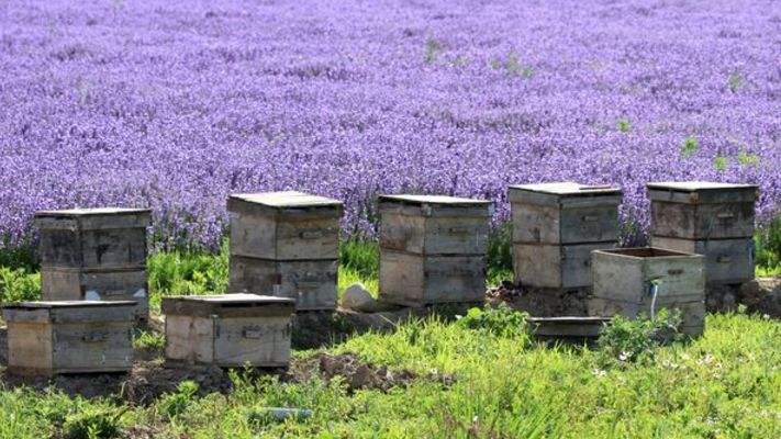 新手養蜂如何換王？