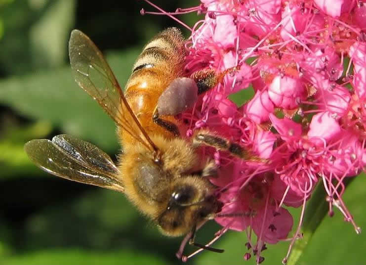 巢蟲在哪個季節最多？