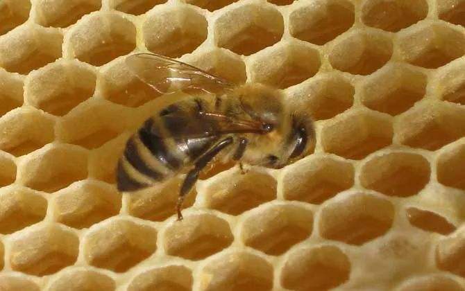 巢蟲在哪個季節最多？