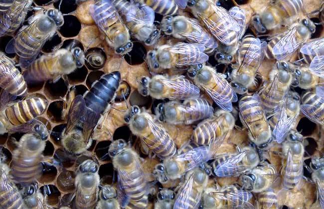 養蜂人如何選購種蜂王？