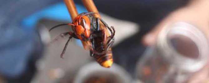 中國(guó)大虎頭蜂泡酒比例（一斤白酒需要多少只虎頭蜂）