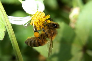 南方夏季主要蜜源植物（南方蜜源植物常見種類和開花時間）