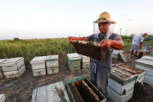 國(guó)家對(duì)養(yǎng)蜂場(chǎng)所建板房有新政策嗎（國(guó)家對(duì)養(yǎng)蜂地點(diǎn)的政策）