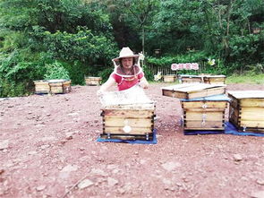 國(guó)家對(duì)養(yǎng)蜂場(chǎng)所建板房有新政策嗎（國(guó)家對(duì)養(yǎng)蜂地點(diǎn)的政策）