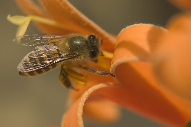 云貴高原有哪幾種中蜂(云貴高原中蜂一般環境) 云貴高原有哪幾種中蜂(云貴高原中蜂一般環境)