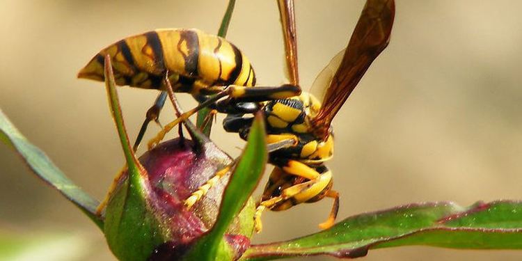 養100窩馬蜂一年利潤多少?賺多少錢? 養100窩馬蜂一年利潤多少?賺多少錢?