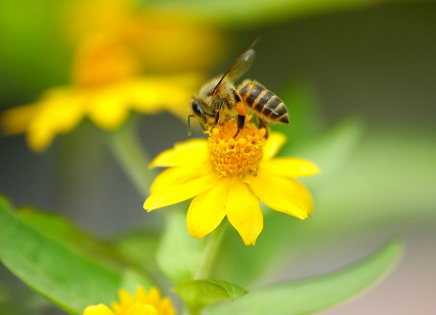 城市可以養蜂嗎（城市養蜂違法嗎）