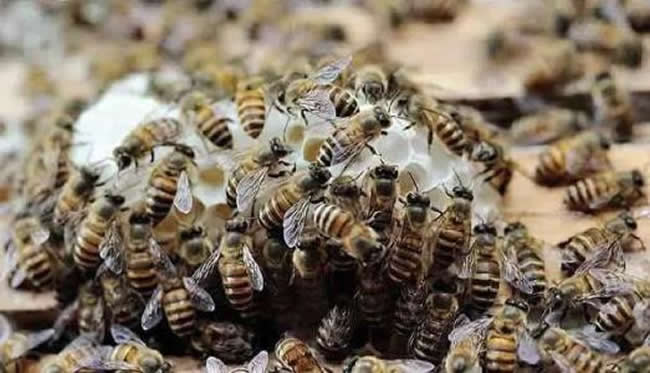 蜂群沒了蜂王會怎么樣?
