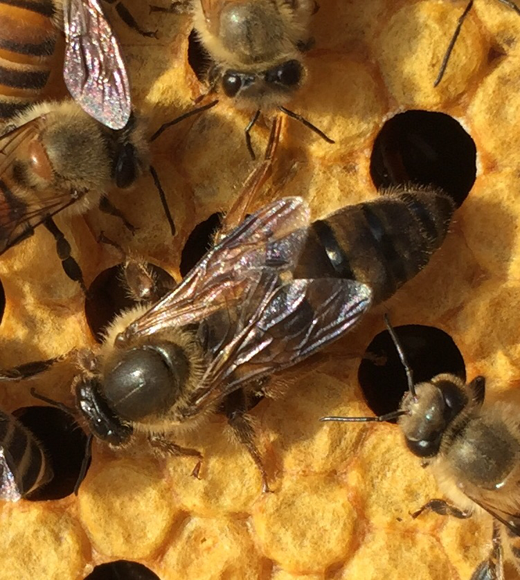 松丹一號(hào)能當(dāng)種王嗎（教你如何選育優(yōu)質(zhì)的蜂種王）