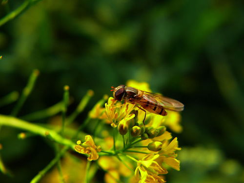 工蜂與蜂王之間是競爭關系嗎（工蜂與蜂王，哪個更重要）