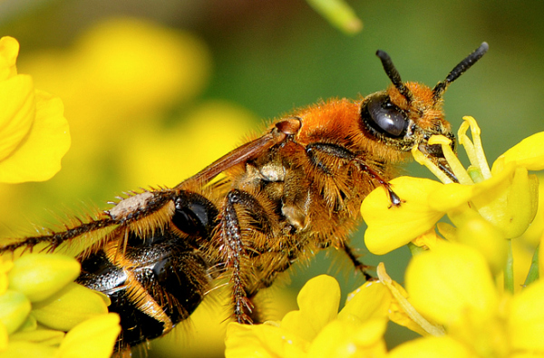 工蜂產(chǎn)卵身體會(huì)變黑嗎（蜜蜂變黑是什么原因）