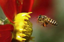 工蜂產(chǎn)卵身體會(huì)變黑嗎（蜜蜂變黑是什么原因）