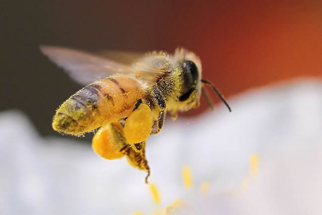 【蜜蜂知識】在蜂群中如何辨別蜂后？