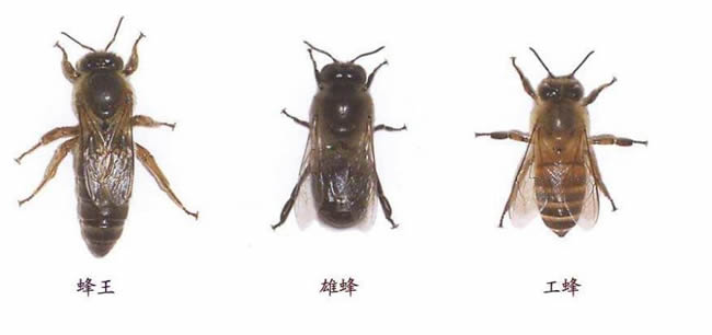 【蜜蜂知識】在蜂群中如何辨別蜂后？