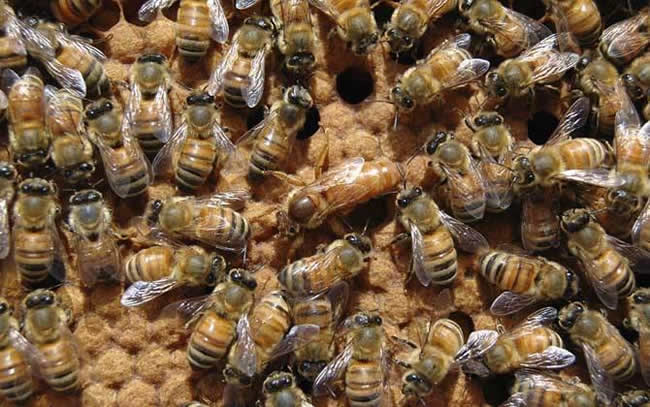 【蜜蜂知識】在蜂群中如何辨別蜂后？