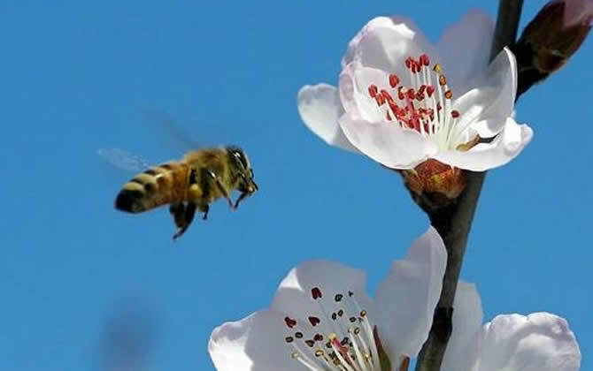 新手如何養(yǎng)蜜蜂? 新手養(yǎng)蜂