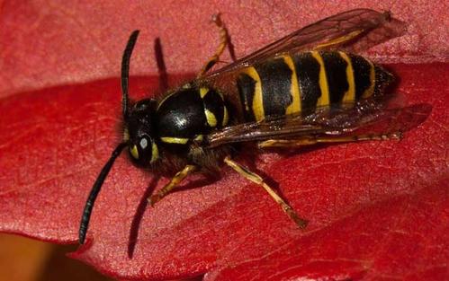 被中國大虎頭蜂扎上的臨床表現（被虎頭蜂咬會怎么樣？）