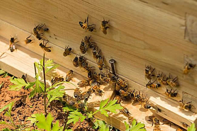 如何制作簡單的蜂箱？