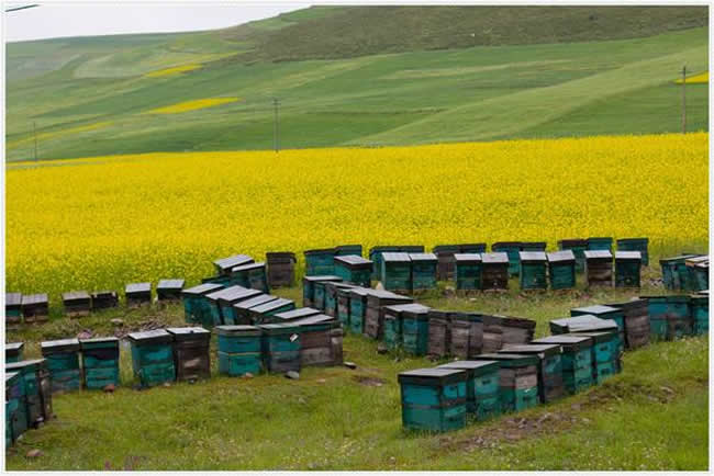 如何制作簡單的蜂箱？