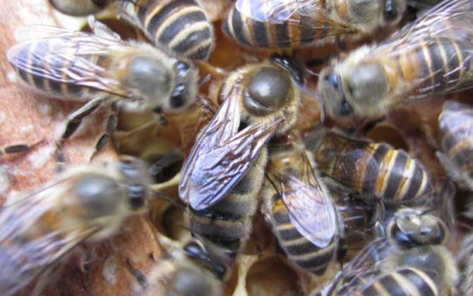 中蜂雙色王和阿壩王一年產蜜量（阿壩中蜂一年能產多少蜜）