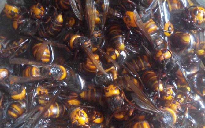 中國大虎頭蜂可以泡酒喝嗎（虎頭蜂酒的功效）