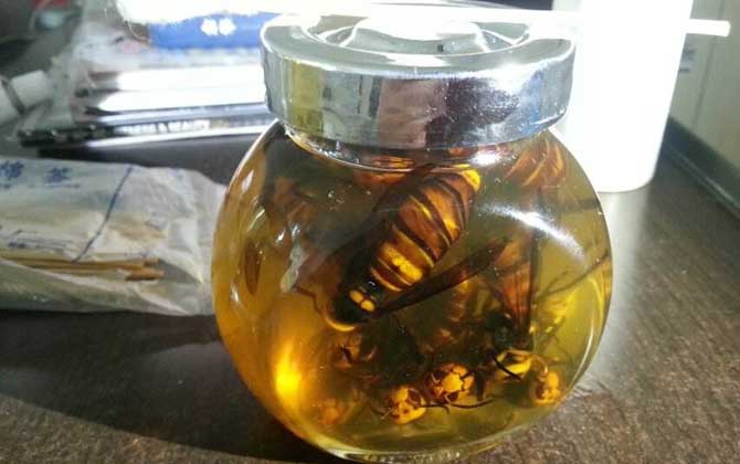 中國大虎頭蜂可以泡酒喝嗎（虎頭蜂酒的功效）