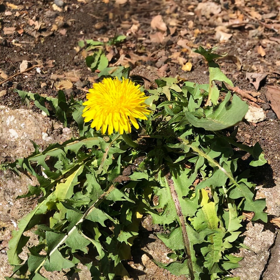蒲公英蜜的功效和作用（可曾聽(tīng)說(shuō)稀有蜜種蒲公英蜜）