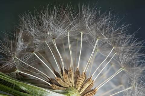 蒲公英蜜的功效和作用（可曾聽(tīng)說(shuō)稀有蜜種蒲公英蜜）