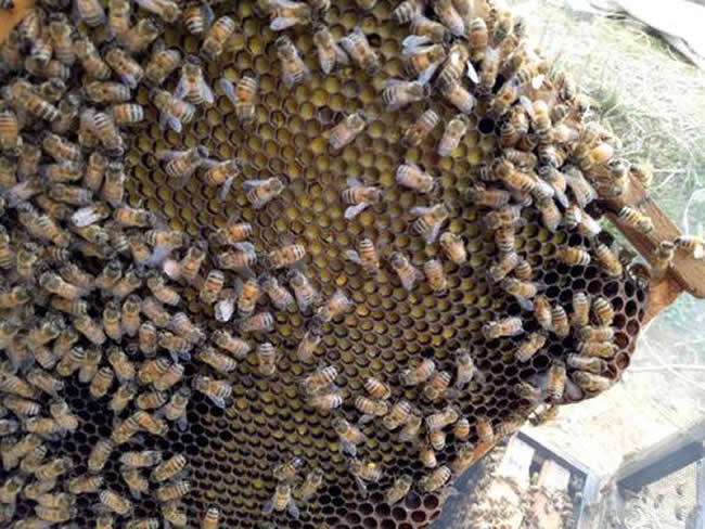 誘蜂高手怎樣誘蜂的? 誘蜂高手怎樣誘蜂的?